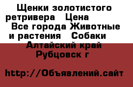 Щенки золотистого ретривера › Цена ­ 15 000 - Все города Животные и растения » Собаки   . Алтайский край,Рубцовск г.